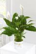 Indoor Plants